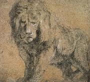 Peter Paul Rubens Standing lion painting
